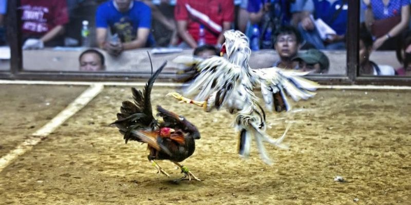 vietjack 6 qq88 bắn cá