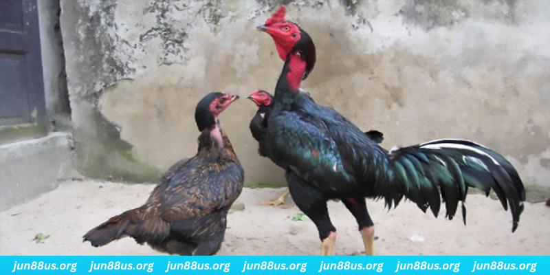 vietjack 6 casino hồ tràm có cho người việt vào không