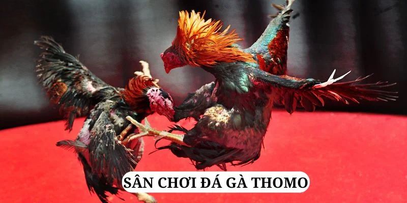 vietjack 6 trực tiếp xổ số miền bắc